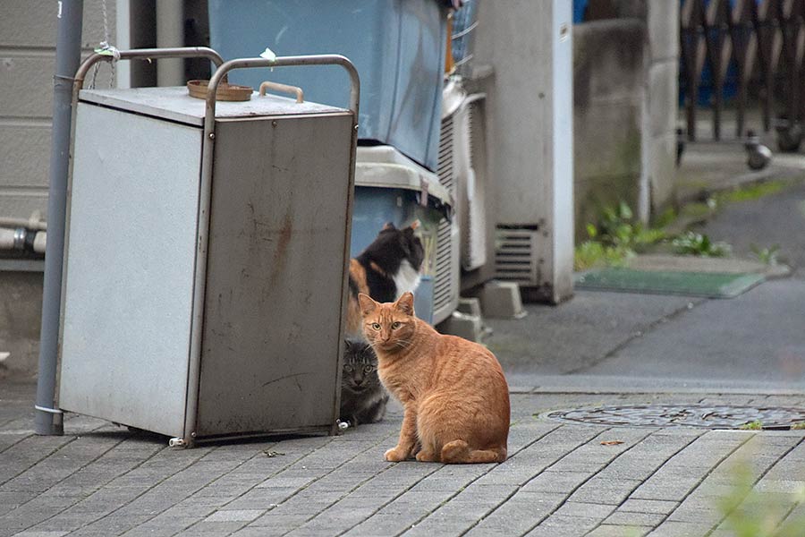 街のねこたち