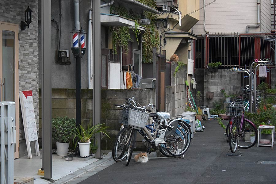 街のねこたち