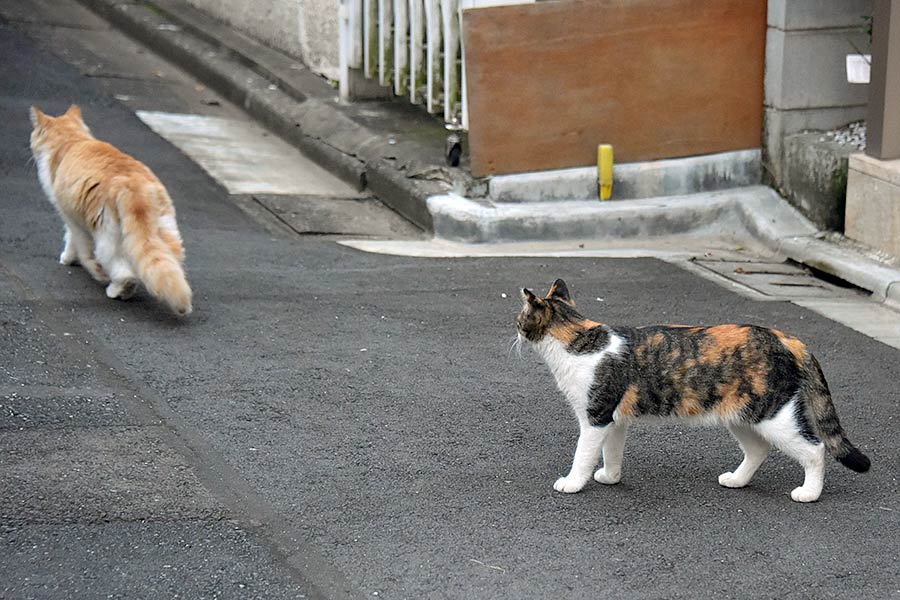 街のねこたち