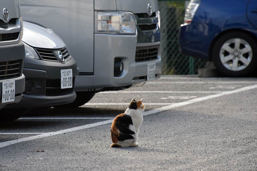 街のねこたち