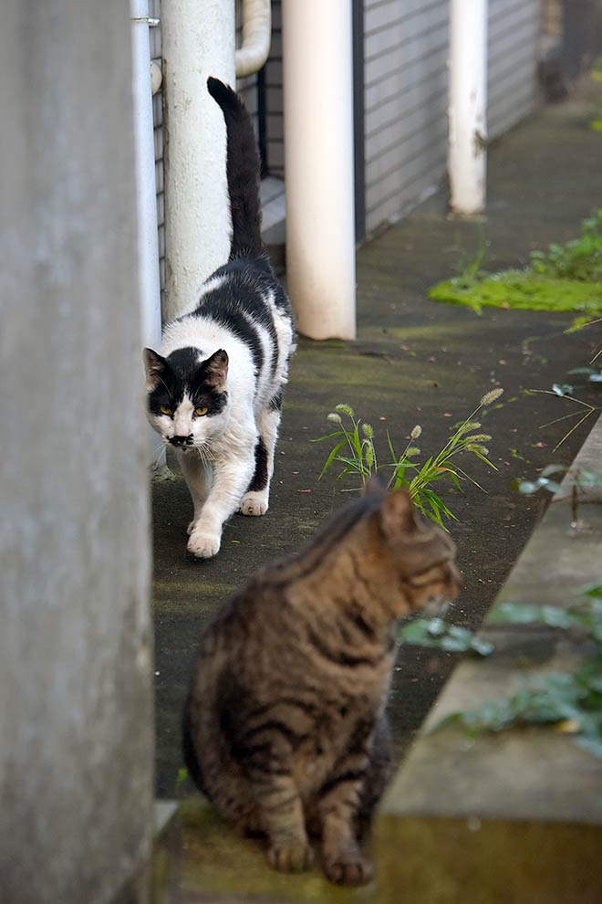 街のねこたち