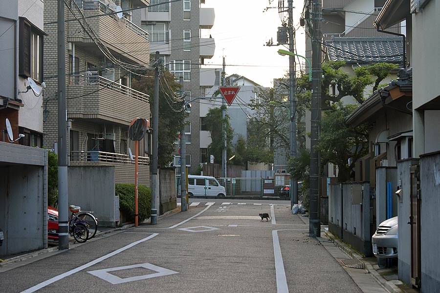 街のねこたち