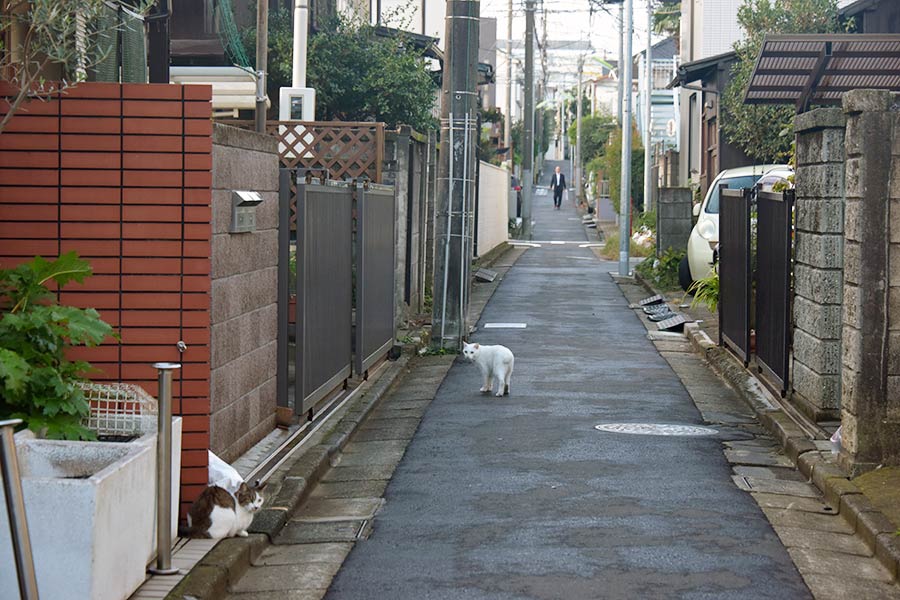 街のねこたち