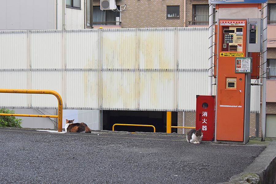 街のねこたち