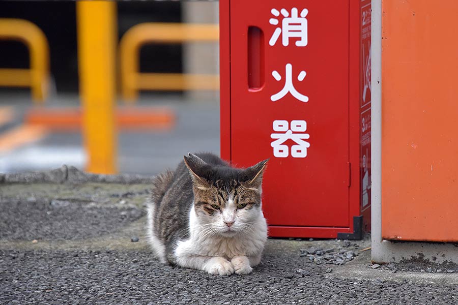 街のねこたち