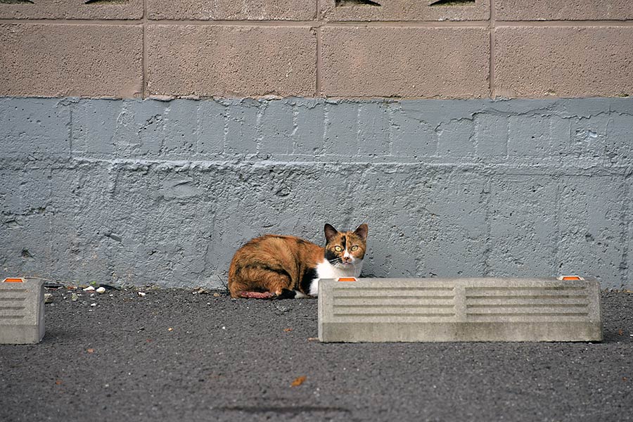 街のねこたち
