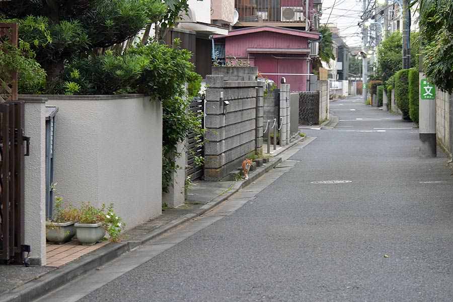 街のねこたち