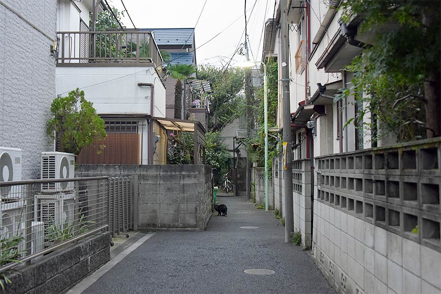 街のねこたち