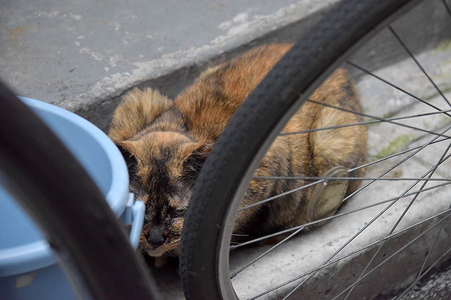 街のねこたち