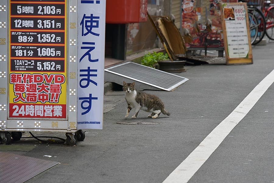 街のねこたち