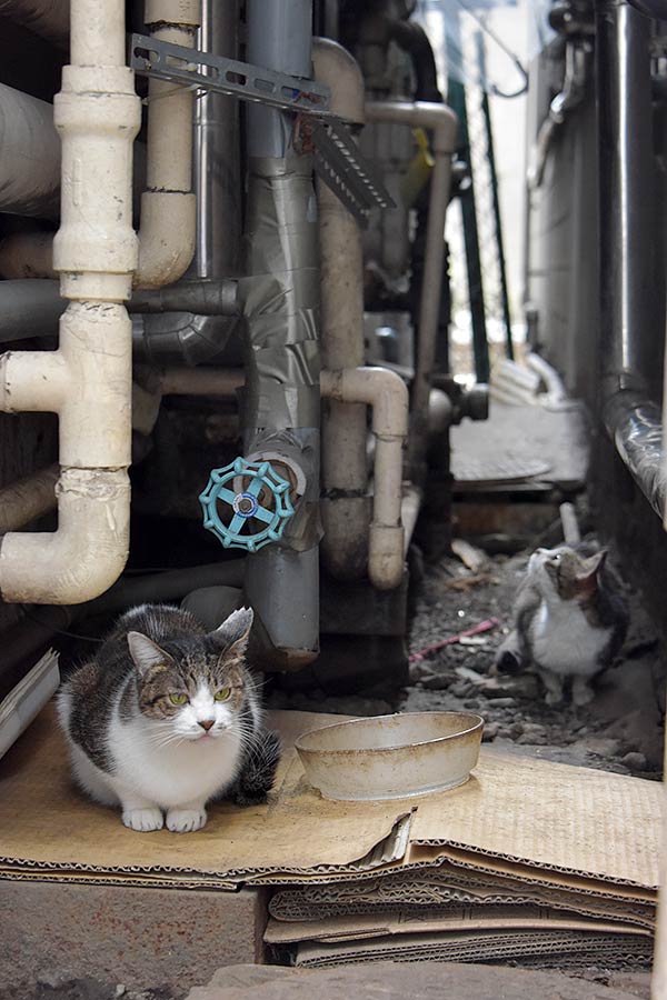街のねこたち