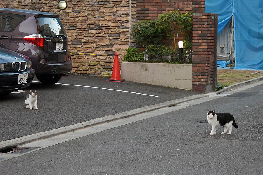 街のねこたち