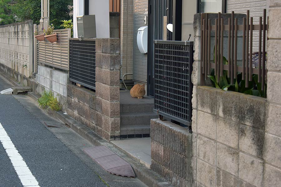 街のねこたち