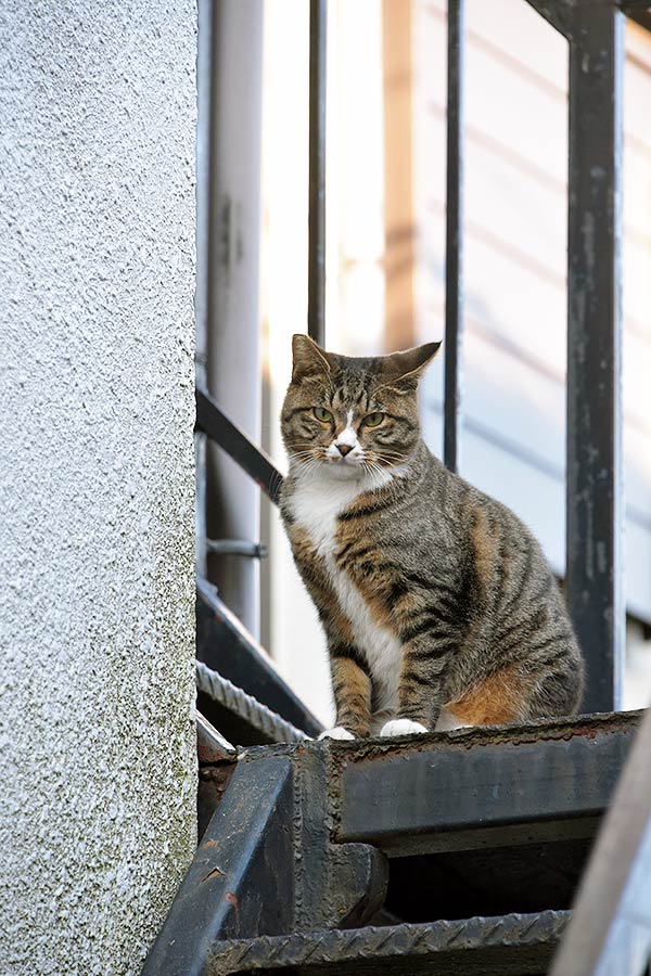 街のねこたち