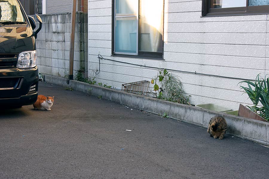 街のねこたち