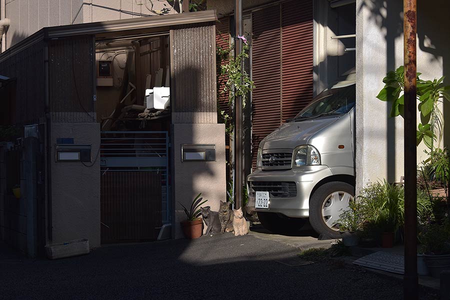 街のねこたち