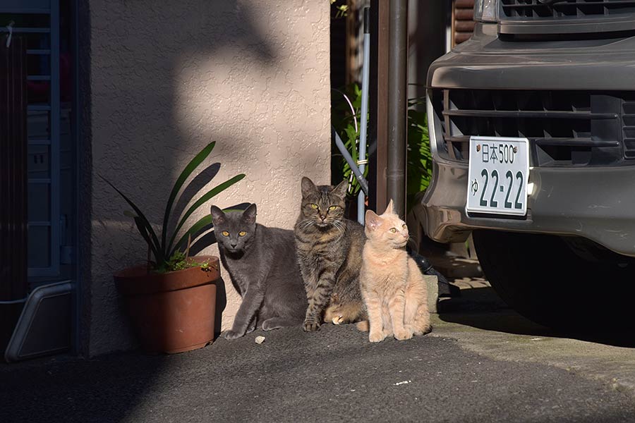 街のねこたち