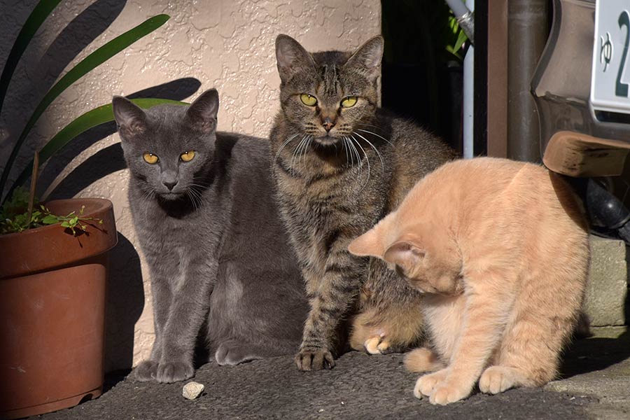 街のねこたち