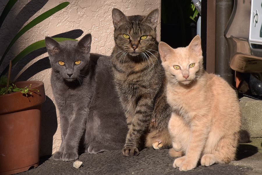 街のねこたち