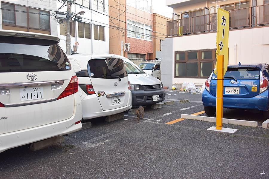 街のねこたち