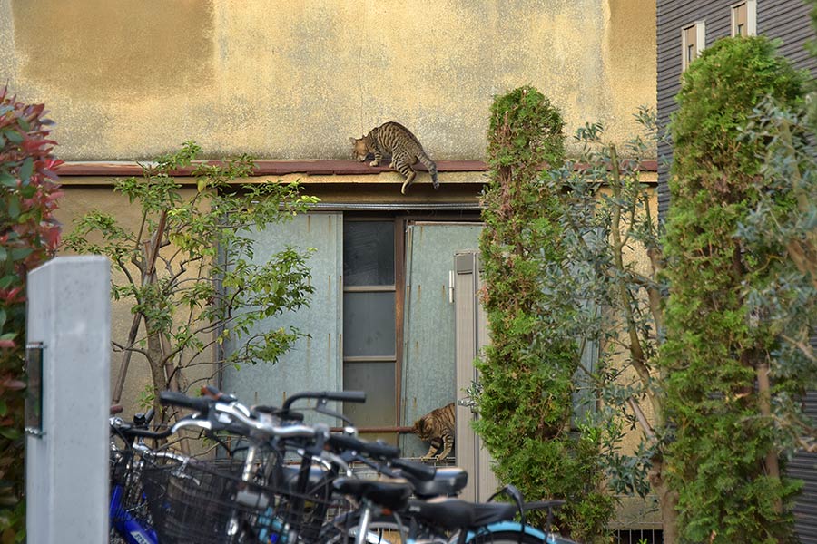 街のねこたち