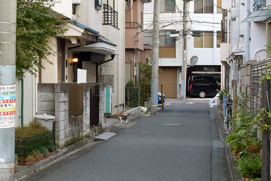 街のねこたち