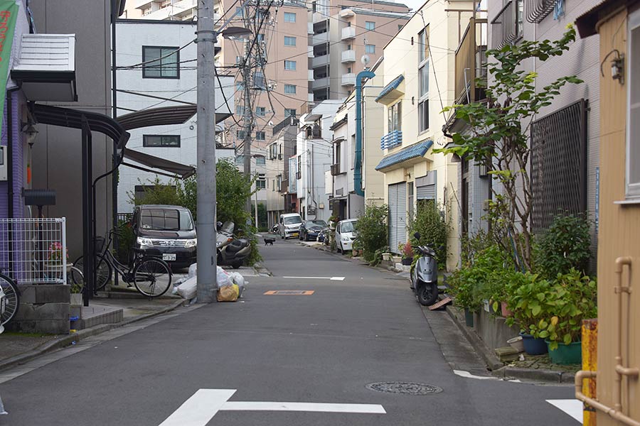 街のねこたち