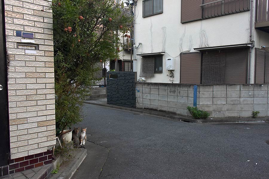 街のねこたち