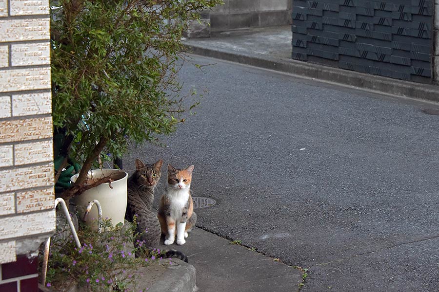 街のねこたち