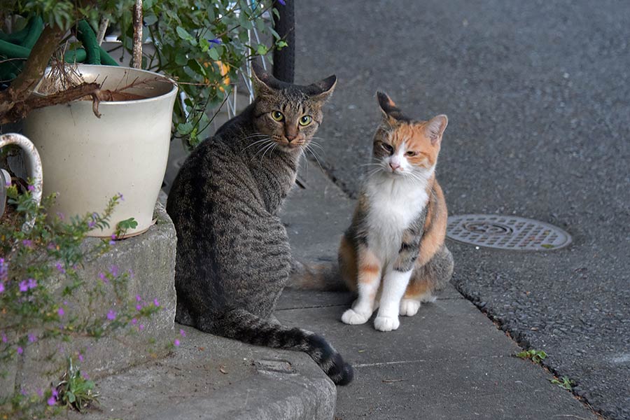 街のねこたち