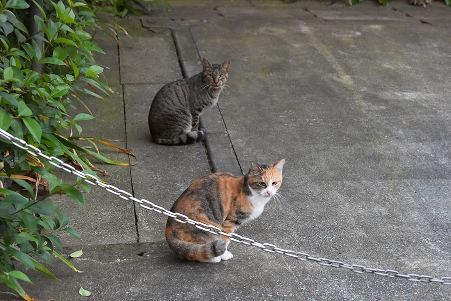 街のねこたち