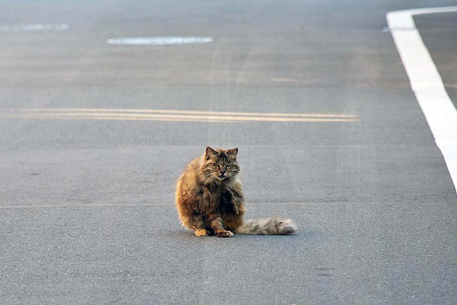 街のねこたち