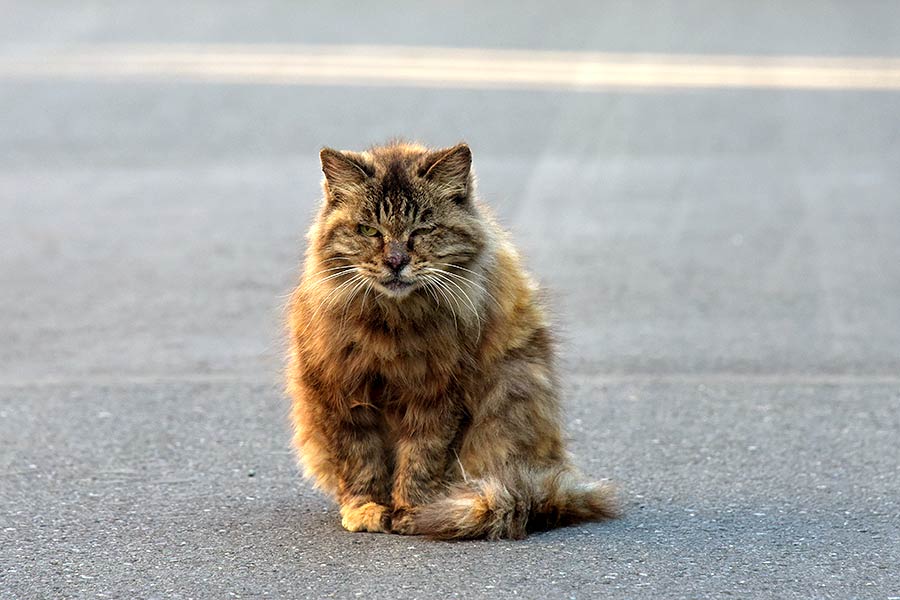 街のねこたち