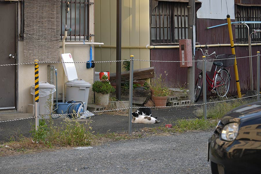 街のねこたち