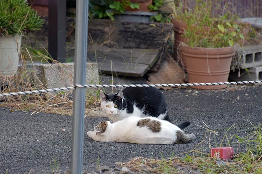 街のねこたち