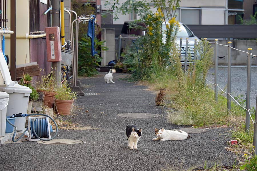 街のねこたち