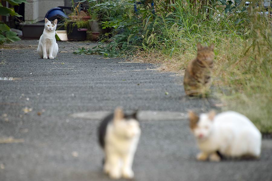 街のねこたち