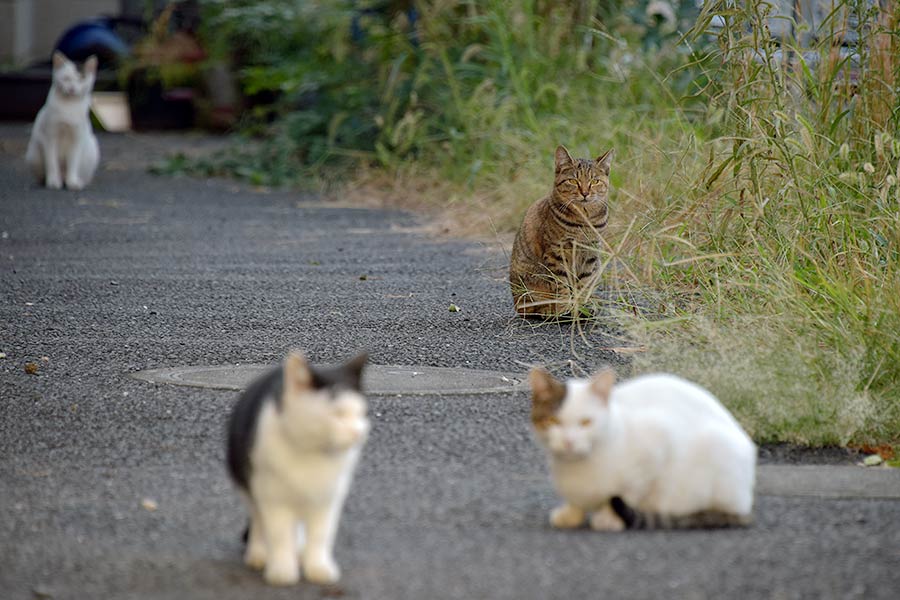 街のねこたち