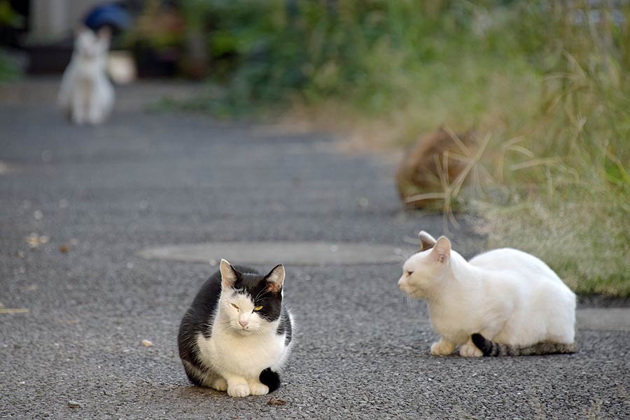 街のねこたち