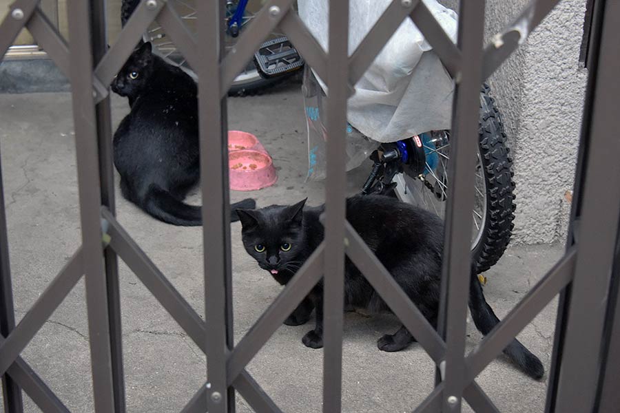 街のねこたち