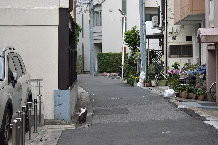 街のねこたち