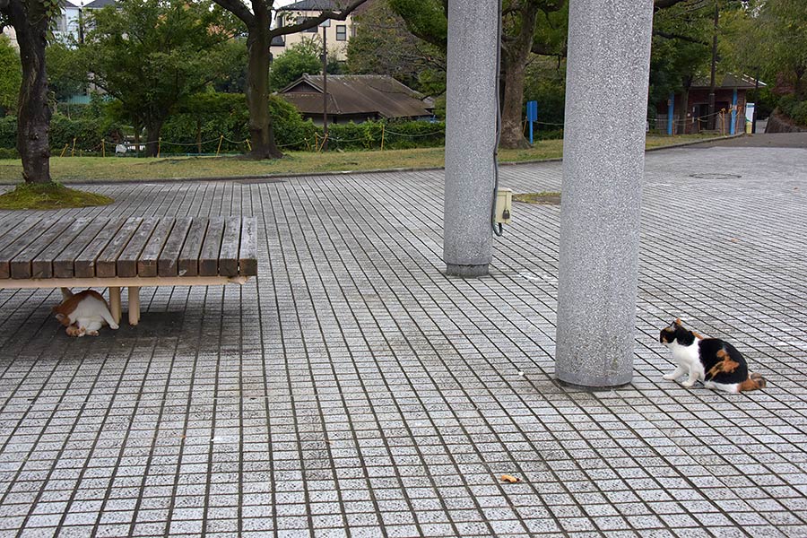 街のねこたち