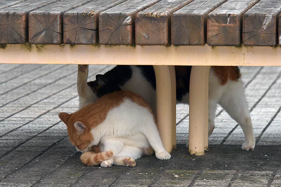 街のねこたち