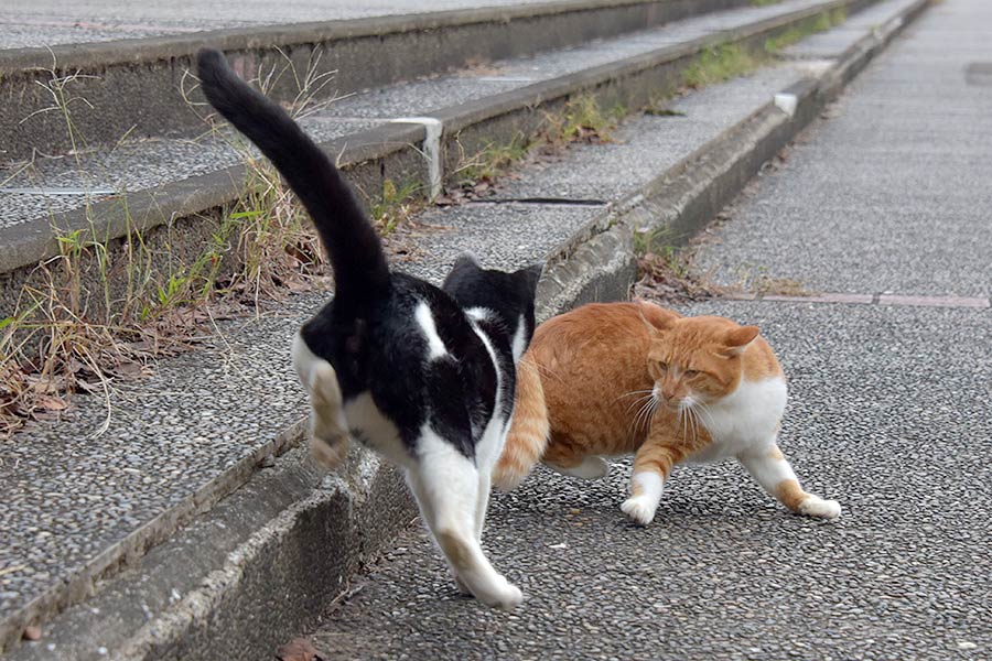 街のねこたち