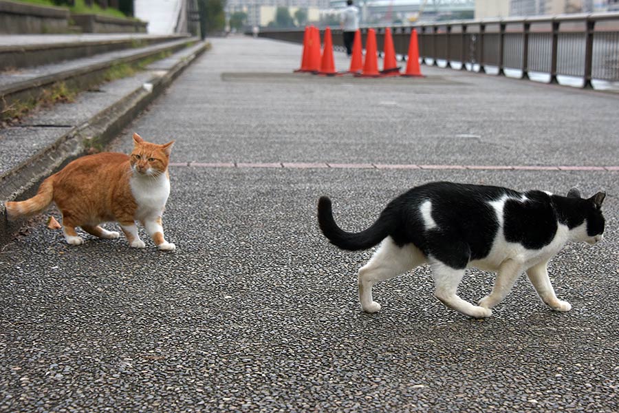 街のねこたち