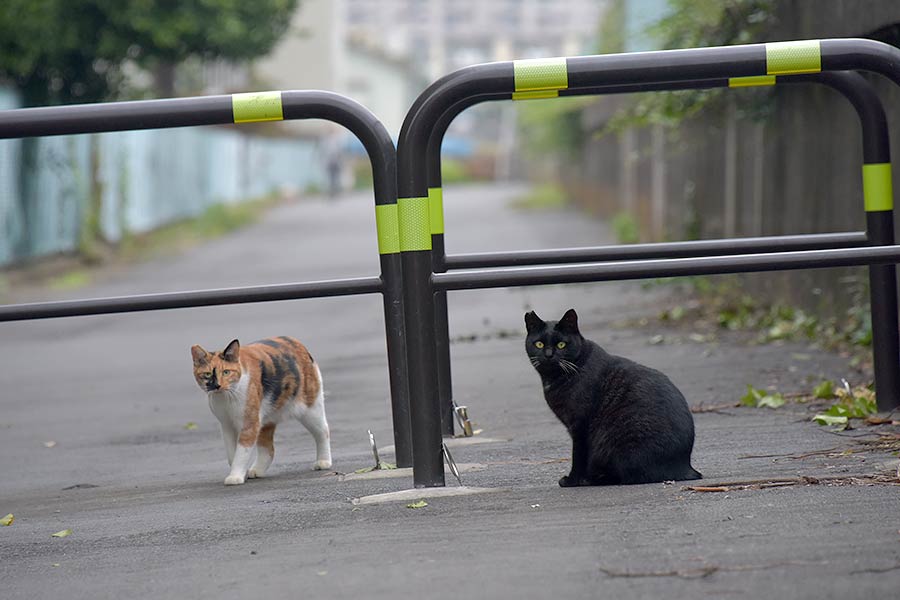 街のねこたち