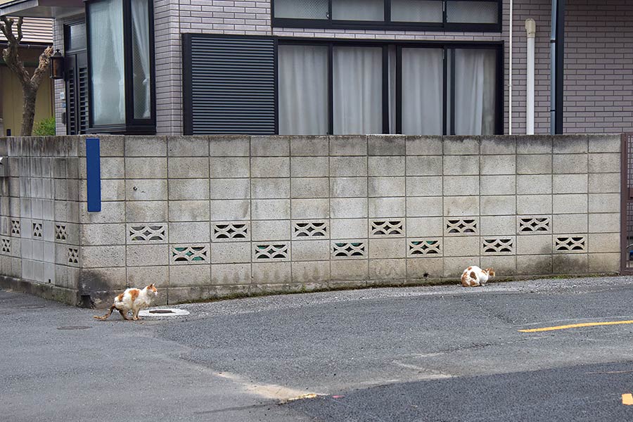 街のねこたち