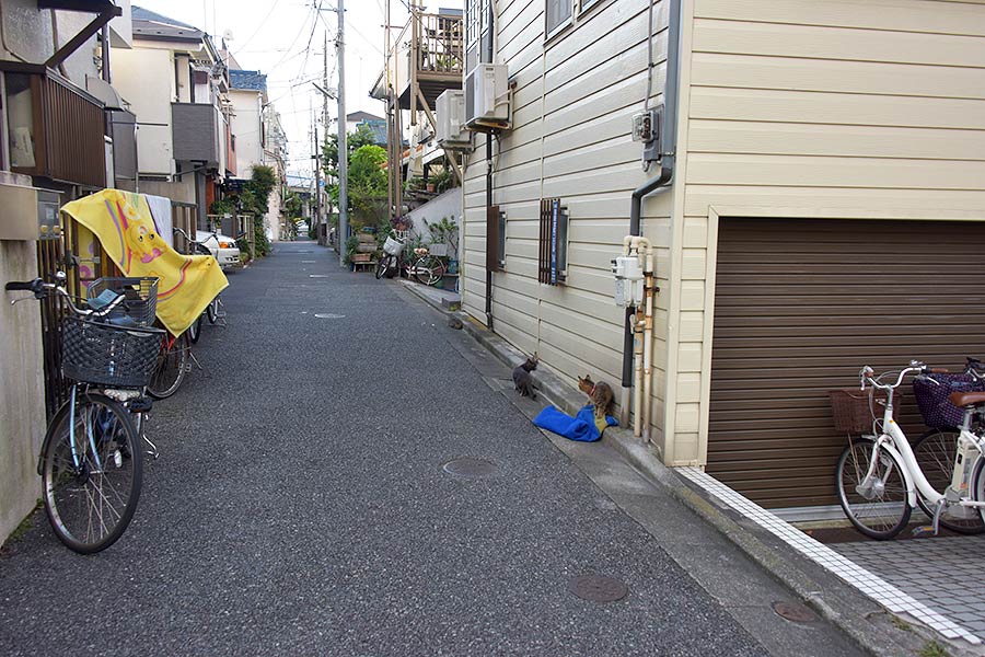 街のねこたち
