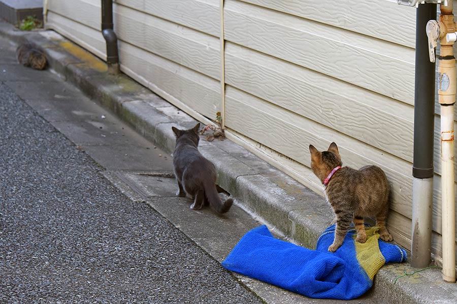 街のねこたち