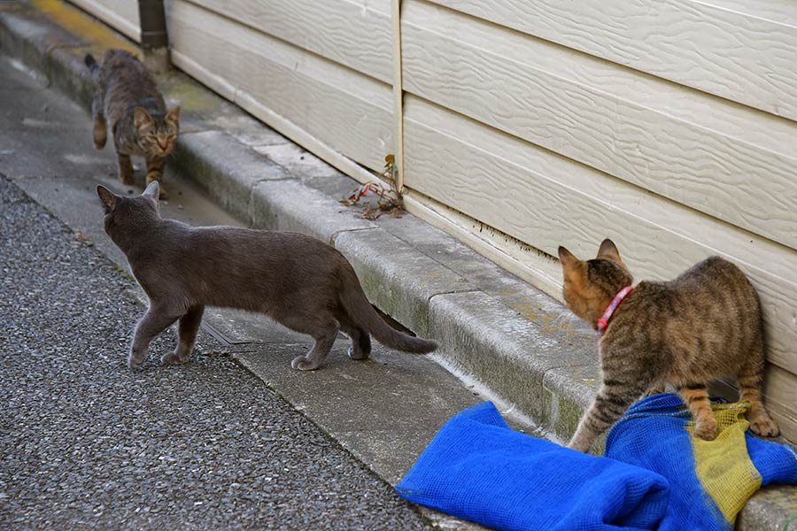 街のねこたち